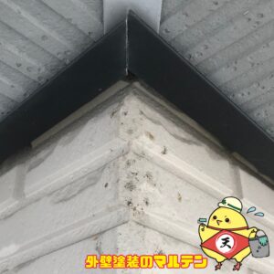 軒天井と外壁の隙間コウモリの糞